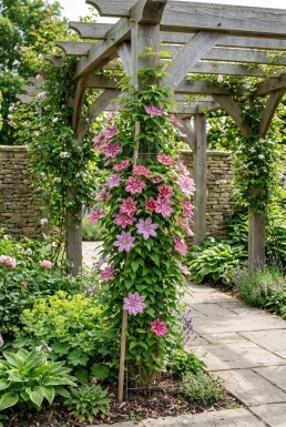 Clematis 'Capitaine Thuilleaux' gestokt