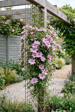 Clematis 'Comtesse de Bouchaud' gestokt