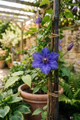 Clematis 'Destiny' gestokt
