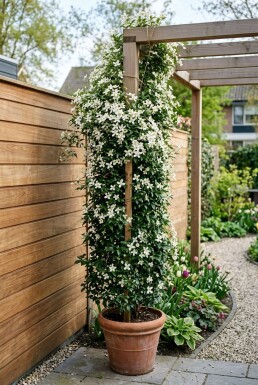 Clematis 'Early Sensation' gestokt