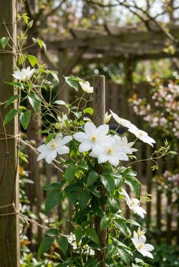 Clematis 'Early Sensation' gestokt