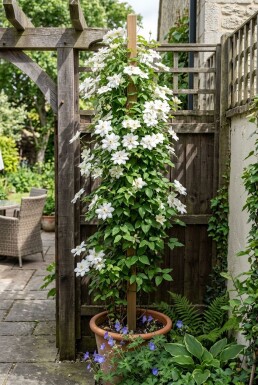 Clematis florida 'Alba Plena' gestokt