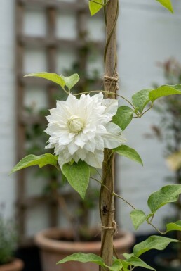 Clematis florida 'Alba Plena' gestokt