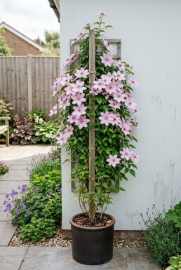 Clematis 'Hagley Hybrid' gestokt