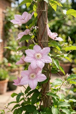 Clematis 'Hagley Hybrid' gestokt