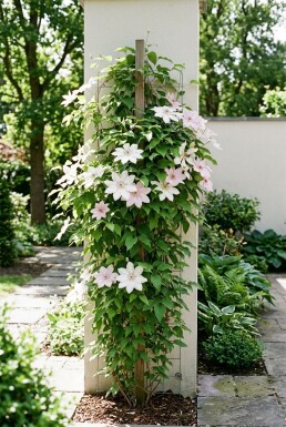 Clematis 'Jan Pawel II' gestokt
