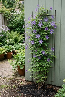 Clematis 'Joe' gestokt