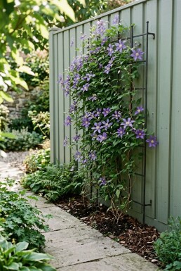 Clematis 'Joe' gestokt