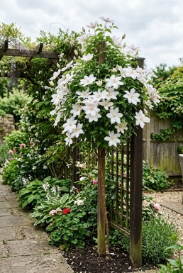Clematis 'Kathleen Dunford' gestokt