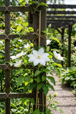 Clematis 'Kathleen Dunford' gestokt