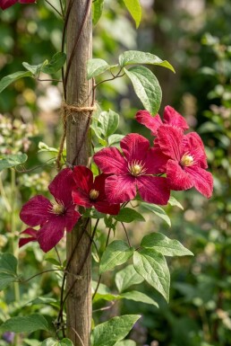 Clematis 'Madame Julia Correvon' gestokt