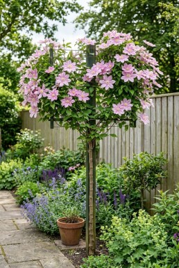 Clematis 'Margaret Hunt' gestokt