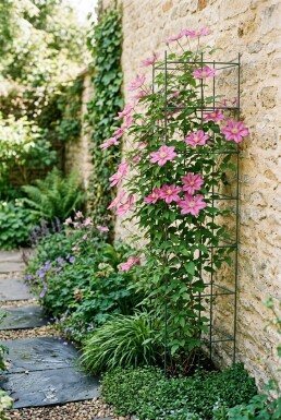 Clematis 'Margaret Hunt' gestokt
