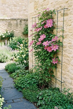 Clematis 'Margaret Hunt' gestokt