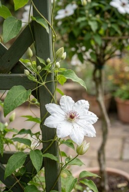 Clematis 'Miss Bateman' gestokt