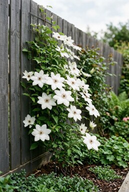 Clematis 'Miss Bateman' gestokt