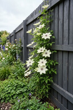 Clematis 'Miss Bateman' gestokt