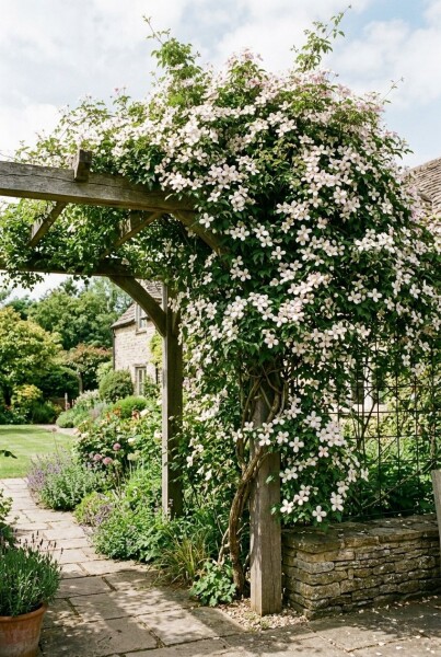 Clematis montana gestokt
