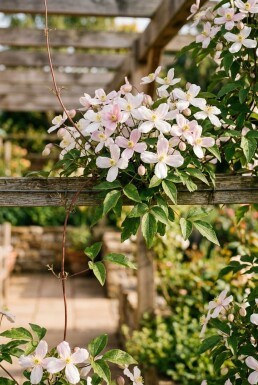 Clematis montana gestokt