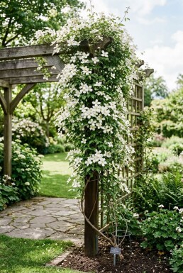 Clematis montana alba gestokt