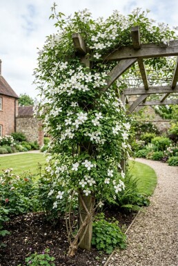 Clematis montana alba gestokt