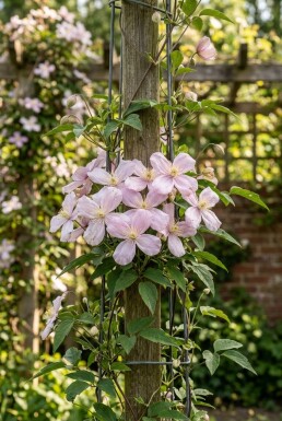 Clematis montana 'Elizabeth' gestokt