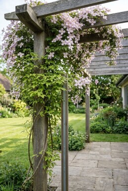 Clematis montana 'Fragrant Spring' gestokt