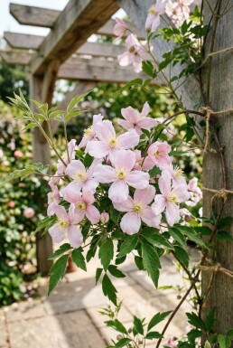 Clematis montana 'Fragrant Spring' gestokt