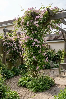 Clematis montana 'Freda' gestokt