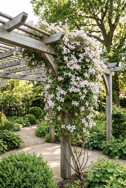 Clematis montana 'Marjorie' gestokt