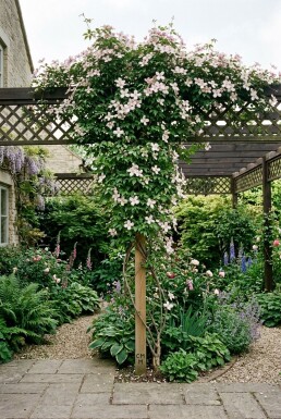 Clematis montana 'Marjorie' gestokt