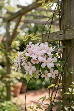 Clematis montana 'Marjorie' gestokt