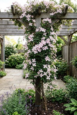 Clematis montana 'Mayleen' gestokt