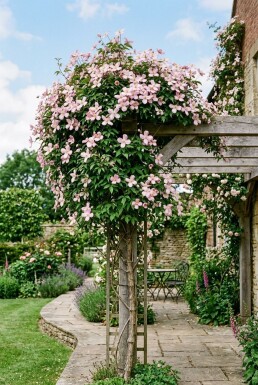 Clematis montana 'Pink Perfection' gestokt