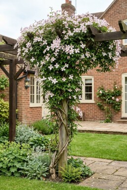 Clematis montana 'Superba' gestokt