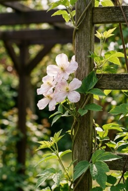 Clematis montana 'Superba' gestokt