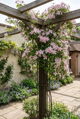 Clematis montana 'Tetrarose' gestokt