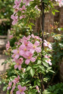 Clematis montana 'Tetrarose' gestokt