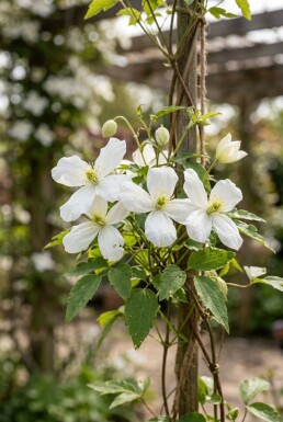 Clematis montana wilsonii gestokt
