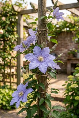 Clematis 'Mrs Cholmondeley' gestokt