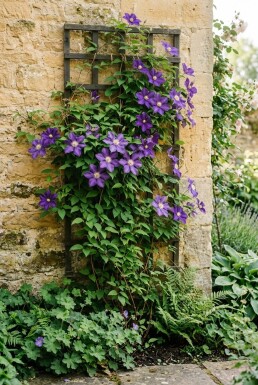 Clematis 'Mrs George Jackman' gestokt