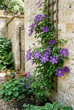 Clematis 'Mrs George Jackman' gestokt