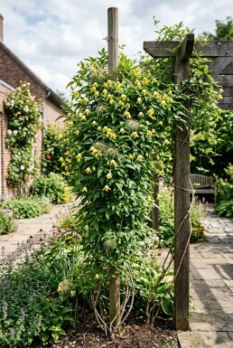 Clematis orientalis gestokt
