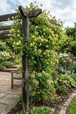 Clematis orientalis gestokt