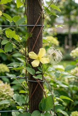 Clematis orientalis gestokt