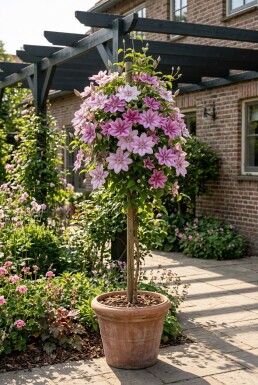Clematis 'Piilu' gestokt