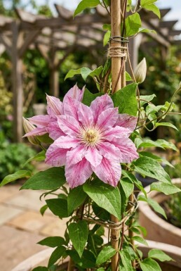 Clematis 'Piilu' gestokt