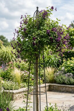 Clematis 'Polish Spirit' gestokt