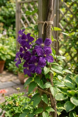 Clematis 'Polish Spirit' gestokt
