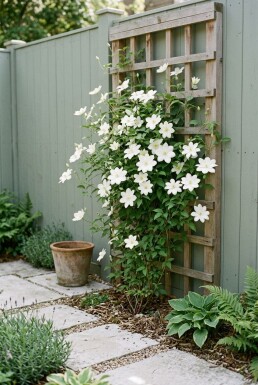 Clematis 'Shirayukihime' gestokt